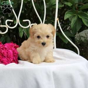 Kacey, Maltipoo Puppy